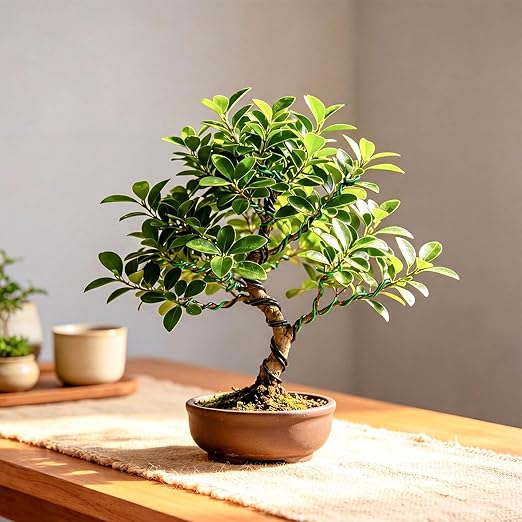 Mudder 5 Roll Aluminum Bonsai Training Wire Tree 160 Feet Total with Bonsai Wire Cutter Anodized Training for Holding Branches Small Trunks(1/1.5/2.0mm,Colorful)