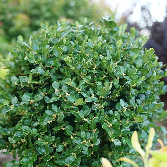 Proven Winners 1 Gal. Neatball Boxwood Shrub