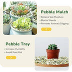 GreatBuddy 5-lb Decorative Rocks for Indoor Plants, 3/8" Jade Pebbles for Planters, Gravel for Succulent, Vases, Bamboo, Garden Landscaping, Crafts, Aquariums, Natural Polished