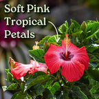 Hibiscus Bush Plant - Pink Flower - Overall Height 26" to 28" - Tropical Plants of Florida (Plant Only)