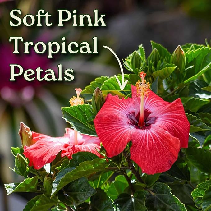 Tropical Plants of Florida - Pink Hibiscus Bush Dwarf - Tropical Flowering Plant Large - 12" to 16" Overall Height - 1 Gallon Planter (Plant Only)