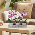 Winlyn Set of 3 Small Artificial Orchid Potted Plants Arrangement with Rustic Wood Planter Box Real Touch Faux Phalaenopsis Moth Orchid Flowers in Pots for Home Office Desk Shelf Table Centerpiece