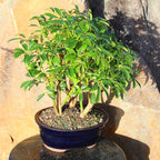 Brussel's Bonsai Live Hawaiian Umbrella Indoor Bonsai Tree - 3 Years Old; 7" to 10" Tall with Decorative Container