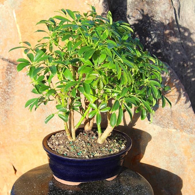 Brussel's Bonsai Live Hawaiian Umbrella Indoor Bonsai Tree - 3 Years Old; 7" to 10" Tall with Decorative Container