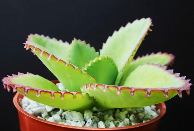 Mother of Thousands Kalanchoe Daigremontiana Mexican Hat Plant Rare Succulent cpicta (4" Plant)
