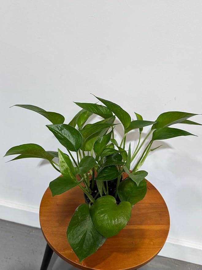 PLANTVERS Jade Pothos in a 4" Grow Pot – Epipremnum Aureum - Easy Care Indoor Vining Houseplant - Trailing Indoor Plant - Tropical Low Maintenance Plant - Low Light Indoor Plant