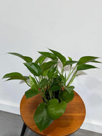 PLANTVERS Jade Pothos in a 4" Grow Pot – Epipremnum Aureum - Easy Care Indoor Vining Houseplant - Trailing Indoor Plant - Tropical Low Maintenance Plant - Low Light Indoor Plant