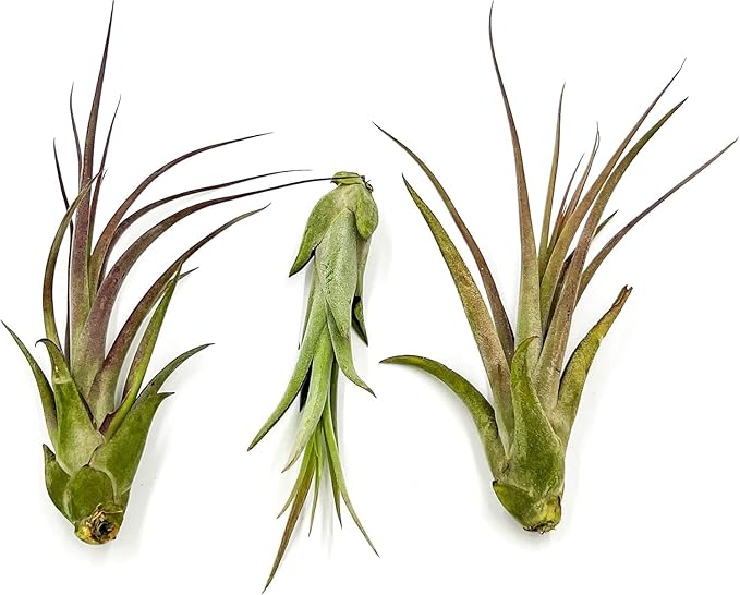 ragnaroc Live Air Plant – Tillandsia Capiput, Jumbo 6-9” - 5 ct - Live Arrival Guaranteed - House Plants for Home Decor & Gift