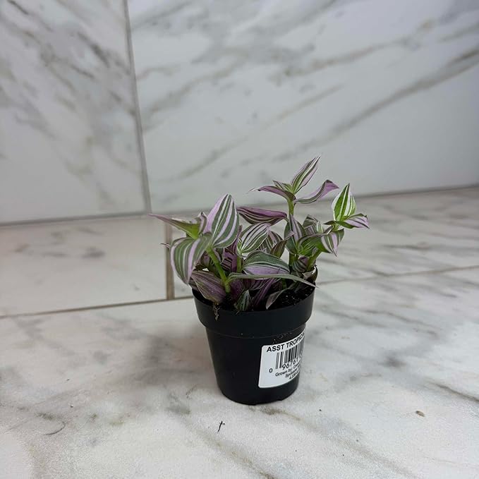 Tradescantia Lollipop, 2" Plant