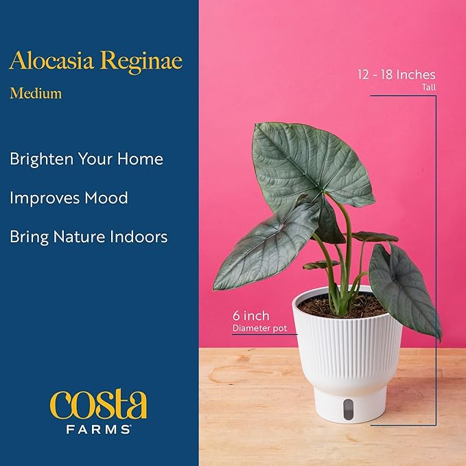 Costa Farms Alocasia Regina Live Plant in Self Watering Pot, Indoor Houseplant, Perfect for Home, Room, or Office Decor, Great House Warming or Birthday Gift, 12-18 Inches Tall