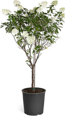 Brighter Blooms - Vanilla Strawberry Hydrangea Tree, 3-4 Feet - Indoor/Outdoor Flowering Plant - No Shipping to AZ
