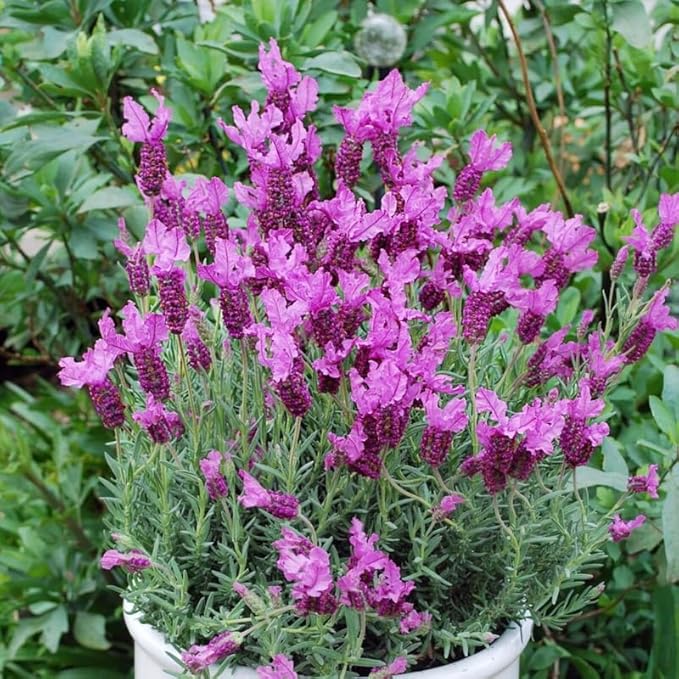 4 Lavender Plants Live Starter Plants 4-6" in Tall, Hardy Perennial Lavender for Garden and Landscape with Fragrant Purple Blooms, No Pot (Purple)