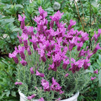4 Lavender Plants Live Starter Plants 4-6" in Tall, Hardy Perennial Lavender for Garden and Landscape with Fragrant Purple Blooms, No Pot (Purple)