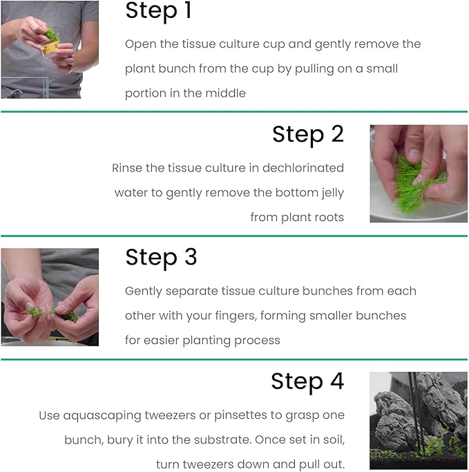 Ultum Nature Systems Echinodorus Magdalenensis Sword Tissue Culture Live Plant for Aquarium, Freshwater Fish Tank, Aquascaping - 100% Snail Free in Vitro