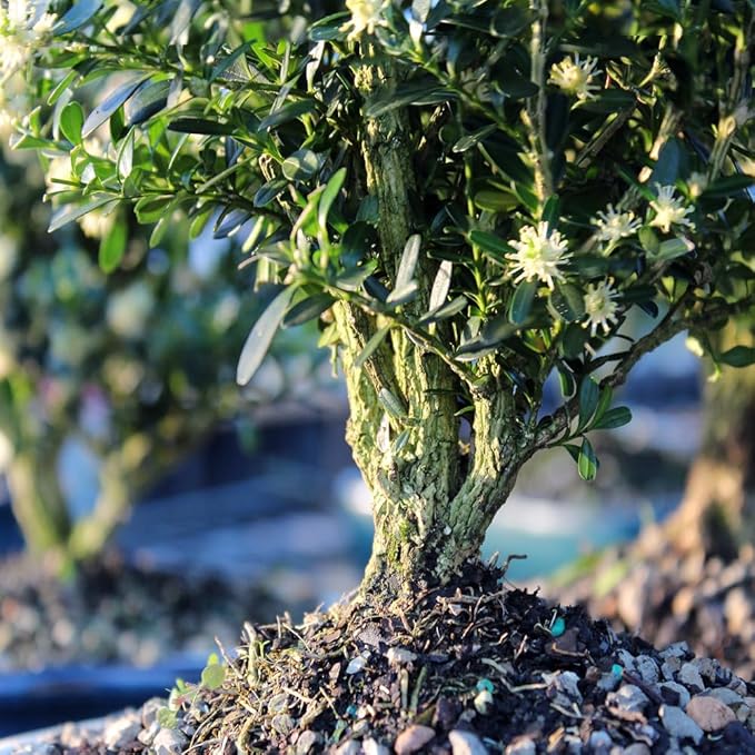 Brussel's Live Harland Boxwood Outdoor Bonsai Tree - 8 Years Old; 10" to 14" Tall with Decorative Container