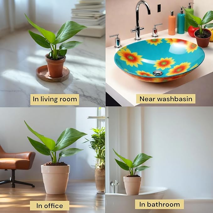 Live Bird of Paradise Plants in 4" Pot - Pet Safe Air Purifying Indoor Houseplants Flowers for Home Office Wedding Decor & Birthday Gift (Heat Pack Included)