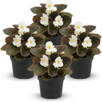 Live Begonia - Dark Leaf Cocktail White (4 Per Pack), Beautiful Shade Annual, Ships 8" Tall by 4" Wide in 1 Pt Pot