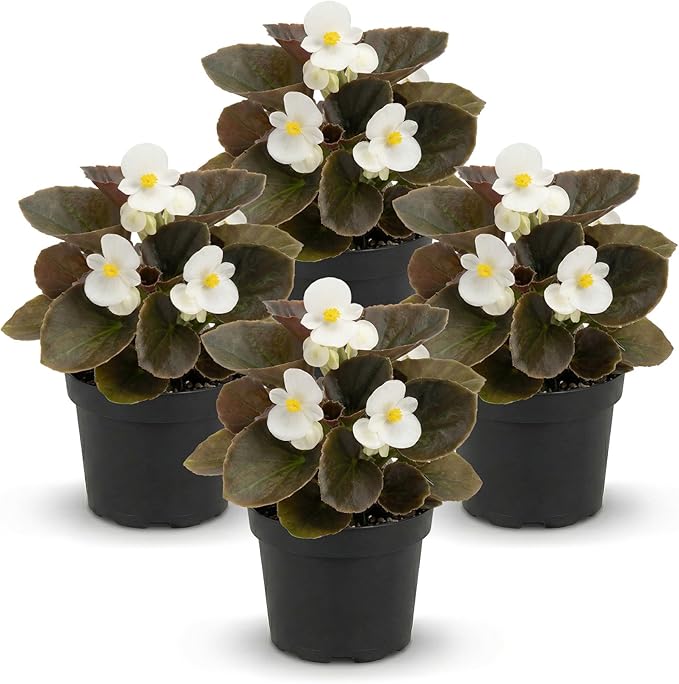 Live Begonia - Dark Leaf Cocktail White (4 Per Pack), Beautiful Shade Annual, Ships 8" Tall by 4" Wide in 1 Pt Pot