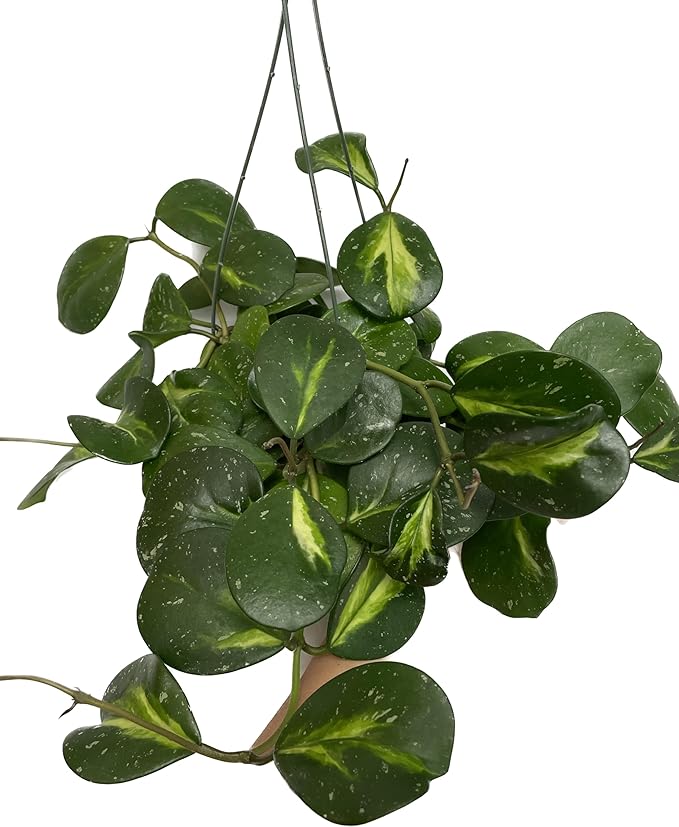 Variegated Hoya Obovata Spalsh Available in 2" Pot, 4" Pot, and 6" Hanging Pot - Hoya Live Plants Live Houseplants - California Seller (4" Pot, 1 Plant)