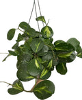 Variegated Hoya Obovata Spalsh Available in 2" Pot, 4" Pot, and 6" Hanging Pot - Hoya Live Plants Live Houseplants - California Seller (4" Pot, 1 Plant)