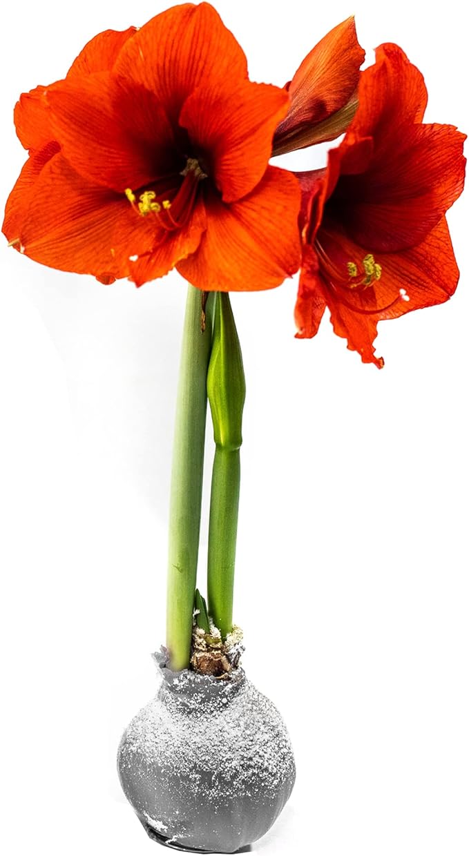 Snow Flecked Waxed Amaryllis Bulb – Silver Wax with Red Blooms – Live Holiday Gift Plant, Easy Care, No Watering Needed