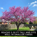 2 Eastern Redbud Tree (Cercis Canadensis) Live Plant – Brilliant Pink Spring Blooms, Hardy Ornamental Flowering Tree, Perfect for Landscapes, Yards & Gardens (2 Live Trees)