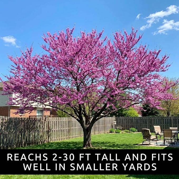 2 Eastern Redbud Tree (Cercis Canadensis) Live Plant – Brilliant Pink Spring Blooms, Hardy Ornamental Flowering Tree, Perfect for Landscapes, Yards & Gardens (2 Live Trees)