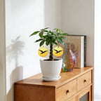 Money Tree Live Plants, Easy to Grow Indoor Houseplants in 4-Inch White Plastic Pot, with Decorative Card C