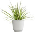 Dracaena Marginata Sunray, Air Purifying Easy Houseplant Decor in 6" White Pot, Dracaena Corn Stalk, Live Botanical Gift, Indoor Dragon Tree, Real Plants & Decorative Plants by Plants for Pets