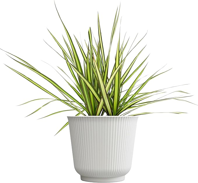 Dracaena Marginata Sunray, Air Purifying Easy Houseplant Decor in 6" White Pot, Dracaena Corn Stalk, Live Botanical Gift, Indoor Dragon Tree, Real Plants & Decorative Plants by Plants for Pets