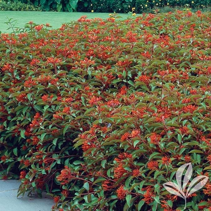 Mexican Firebush Live Plants (5-9") - Pack of 2 (Two) - Hamelia Patens Hummingbird Bush - Firecracker Shrub - Non-Stop Orange Blooms - Heat Tolerant Perennial Shrub - Fast Growing Pollinator Magnet