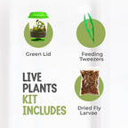 Venus Fly Trap Live Plant with 4.5" Green Terrarium + Carnivorous Plants Food Bundle with Feeding Tweezers - Carnivorous Plant Soil and Live Venus Flytrap
