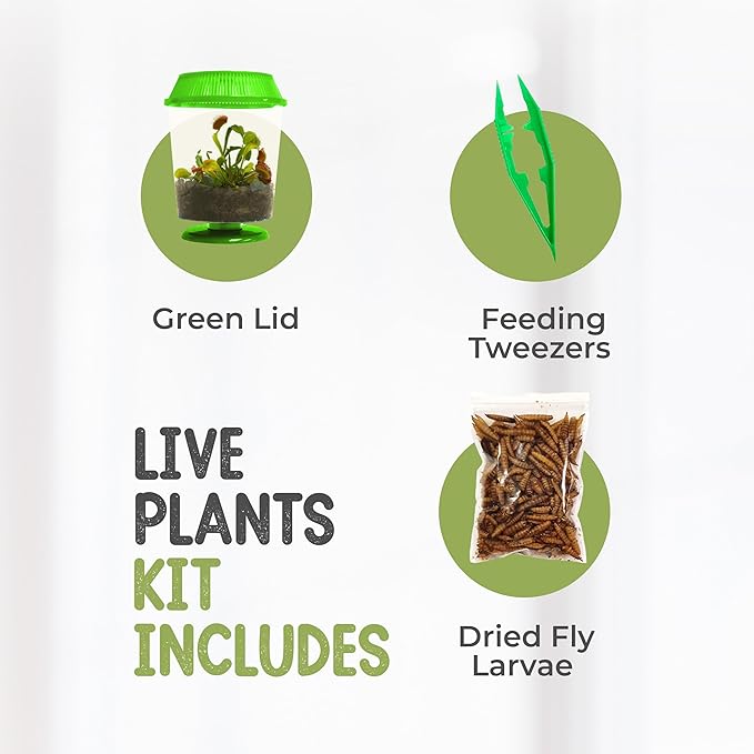 Venus Fly Trap Live Plant with 4.5" Green Terrarium + Carnivorous Plants Food Bundle with Feeding Tweezers - Carnivorous Plant Soil and Live Venus Flytrap