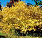 2 Northern Spicebush Shrubs/Bushes - 12-24" Tall Live Plants - 1-2 Feet Tall Seedlings - Lindera Benzoin