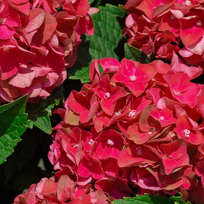 2 Gallon Southern Living Plant Collection Hydrangea Heart Throb Shrub