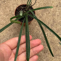 Hoya Insularis Live Plant | Hoya Cuttings Starter Plants | Succulent House Plants for Beginner | Rare Tropical Houseplants Plant Gifts (Heat Pack Included)