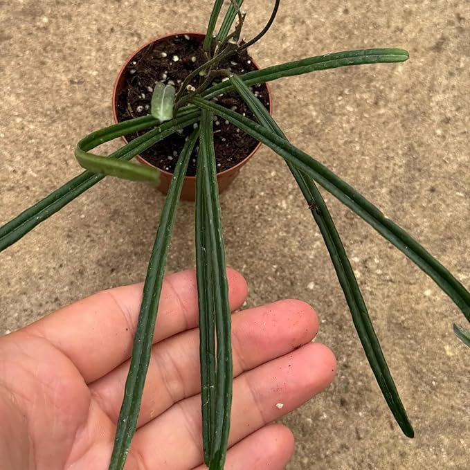 Hoya Insularis Live Plant | Hoya Cuttings Starter Plants | Succulent House Plants for Beginner | Rare Tropical Houseplants Plant Gifts (Heat Pack Included)