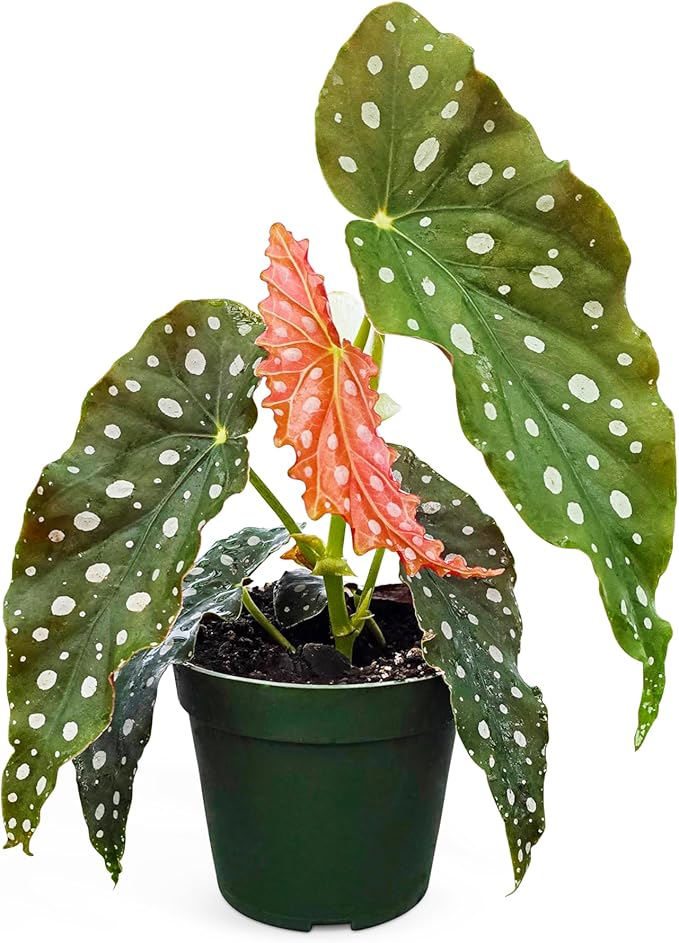 Bumble Plants Begonia Maculata Live Plant [Winter Thermal Packaging Included] | Polka Dot Angel Wing Indoor Plant | Air-Purifying Benefits, and Easy Care Houseplant | Low Light Indoor Plants