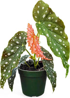 Bumble Plants Begonia Maculata Live Plant [Winter Thermal Packaging Included] | Polka Dot Angel Wing Indoor Plant | Air-Purifying Benefits, and Easy Care Houseplant | Low Light Indoor Plants