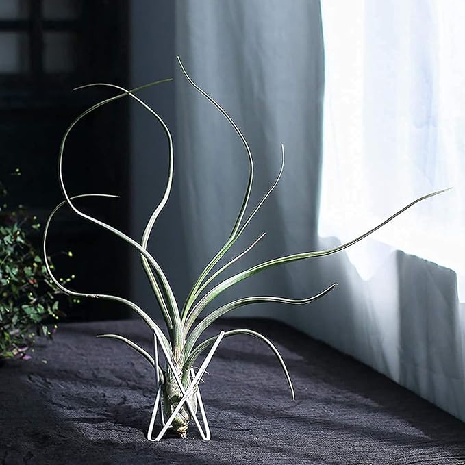 4 Packs Airplant Plants Holder Metal Base Geometric Air Plants Stand Tabletop Air ferns Planter Rack White Tillandsia Display Containers Himmeli Decor .