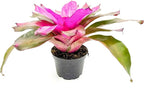ragnaroc Live Plants – Bromeliad Neoregelia Tatiana, 8-12" in 6" Pot - 1ct - Live Arrival Guaranteed - House Plants for Home Decor & Gift
