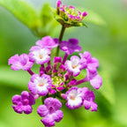 Multicolor Lantana Flowers (4 Pack), Live Outdoor Flowering Plants, Easy Plant Care, Attracts Pollinators, Extended Bloom, Heat and Drought Tolerant, Real Flowers