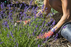 Gardenera Organic Lavender Soil Blend - Enhance The Beauty and Aroma of Your Garden - 20 QUARTS