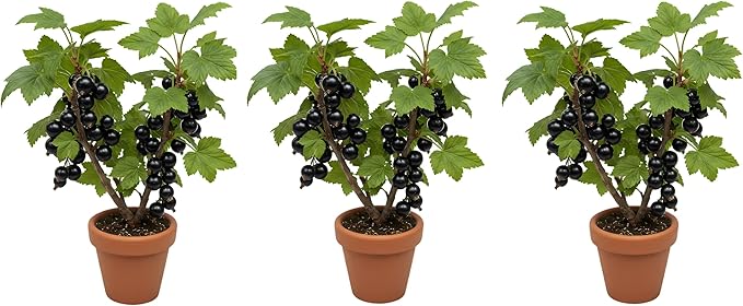 3 Black Currant Plants Live Seedlings | Edible Berry Bushes | Cold Hardy Fruit Shrubs | Outdoor Garden Planting | Backyard Landscaping (3 Seedlings)