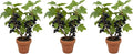3 Black Currant Plants Live Seedlings | Edible Berry Bushes | Cold Hardy Fruit Shrubs | Outdoor Garden Planting | Backyard Landscaping (3 Seedlings)