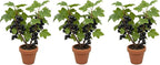 3 Black Currant Plants Live Seedlings | Edible Berry Bushes | Cold Hardy Fruit Shrubs | Outdoor Garden Planting | Backyard Landscaping (3 Seedlings)