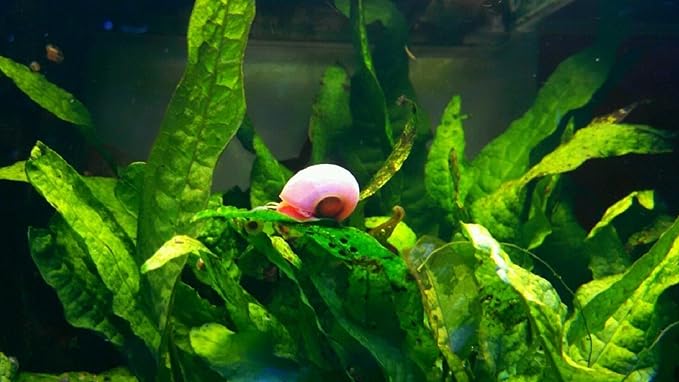 9+ Live Ramshorn Snails Aquarium or Pond, Algae Clean Up! Shipped Daily!