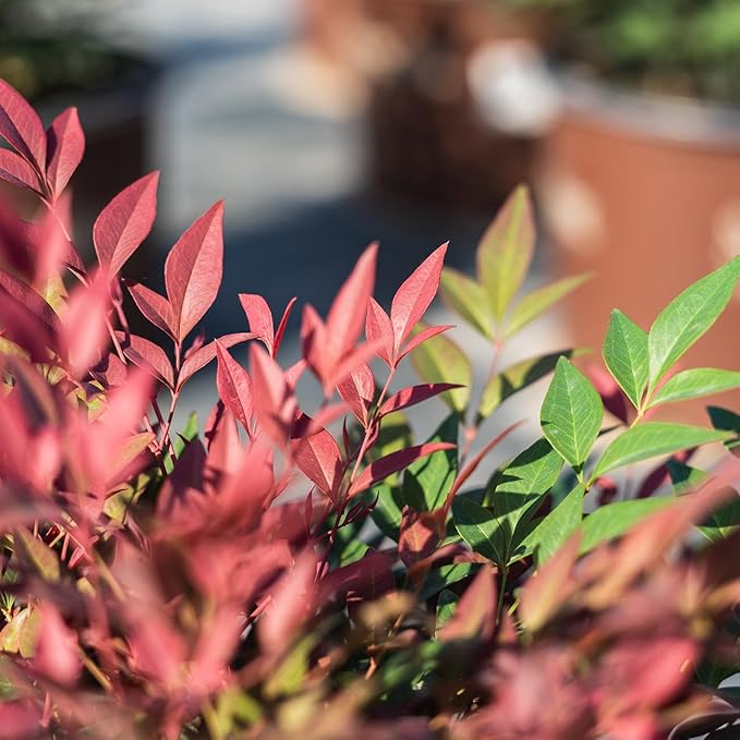 Perfect Plants Nandina Obsession from Southern Living | 1 Gallon Pot | Bright red and Green, Multi-Colored Foliage | Compact Shrub, thrives in Grow Zones 6-9