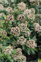 RedCrocus Japanese Skimmia Japonica Male Evergreen Shrub Shade Garden Fragrant Blooms Deer Resistant Pet Safe 2 Gallon