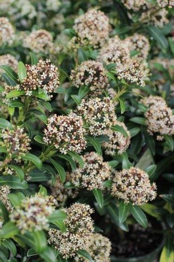 RedCrocus Japanese Skimmia Japonica Male Evergreen Shrub Shade Garden Fragrant Blooms Deer Resistant Pet Safe 2 Gallon
